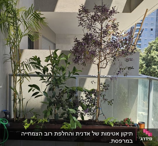עציצים וצמחים במרפסת עם נוף עירוני